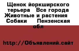 Щенок йоркширского терьера - Все города Животные и растения » Собаки   . Пензенская обл.